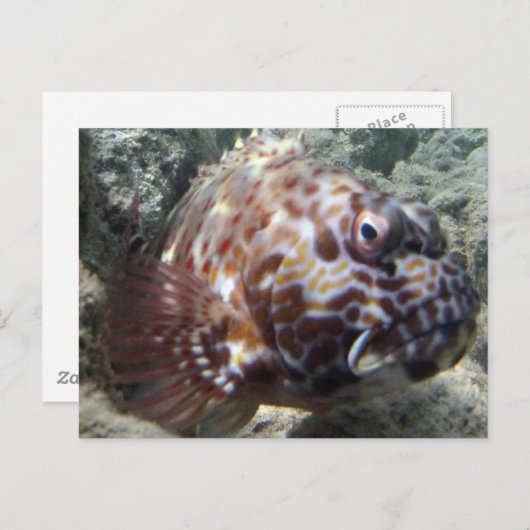 Hawaii Hawk Fish Postkarte (Vorne/Hinten)