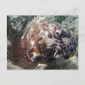 Hawaii Hawk Fish Postkarte (Vorderseite)