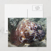 Hawaii Hawk Fish Postkarte (Vorne/Hinten)