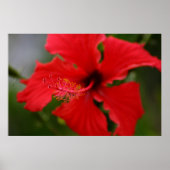 Hawaii Hibiscus Poster (Vorne)