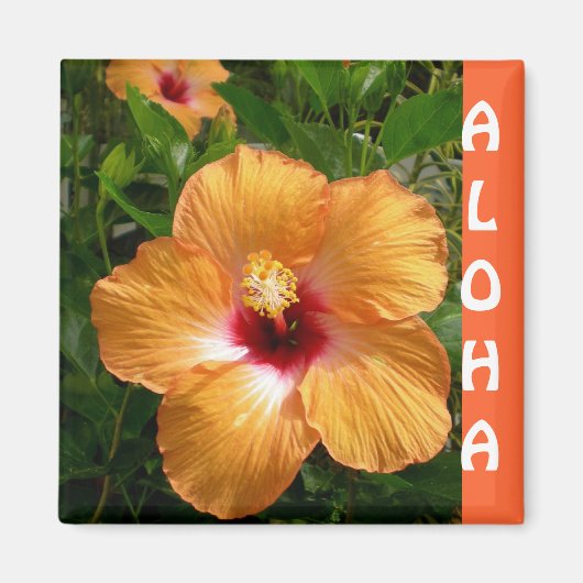 Hawaii Hibiskus Aloha Magnet (Vorne)