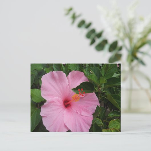 Hawaii Hibiskus Blume Postkarte (Stehend Vorderseite)
