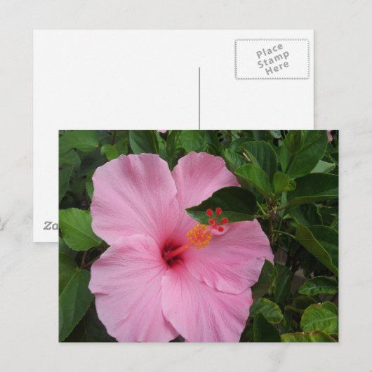 Hawaii Hibiskus Blume Postkarte (Vorne/Hinten)