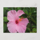 Hawaii Hibiskus Blume Postkarte (Vorderseite)