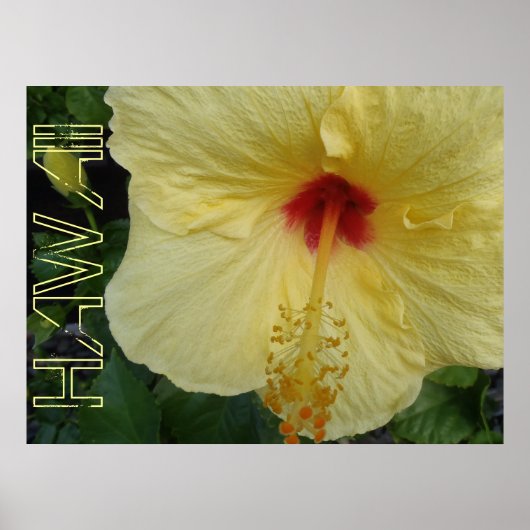 Hawaii-Hibiskus-Poster Poster (Vorne)