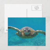 Hawaii Honu Postkarte (Vorne/Hinten)