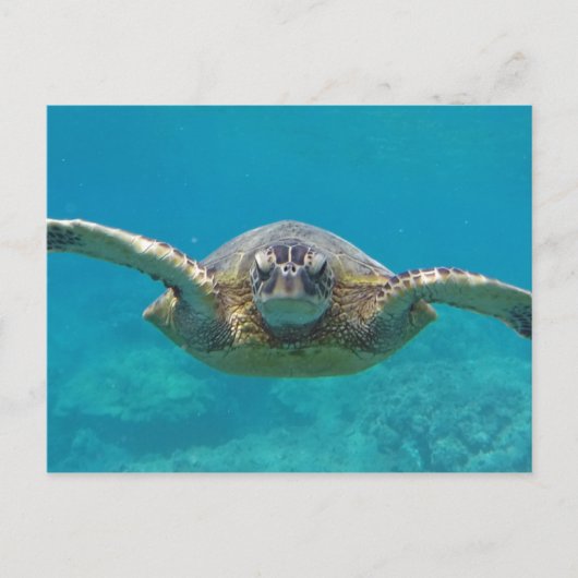 Hawaii Honu Postkarte (Vorderseite)