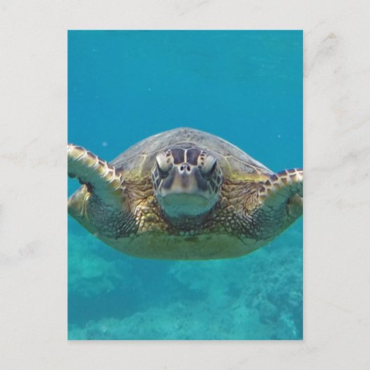 Hawaii Honu Postkarte (Vorderseite)