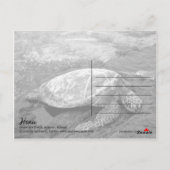Hawaii - Honu Postkarte (Rückseite)