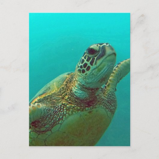 Hawaii Honu Postkarte (Vorderseite)