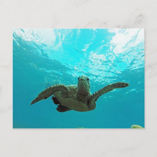Hawaii Honu Turtle Postkarte (Vorderseite)