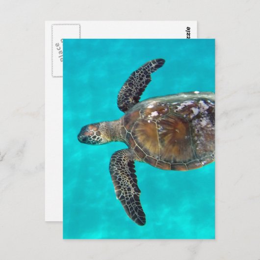 Hawaii Honu Turtle Postkarte (Vorne/Hinten)