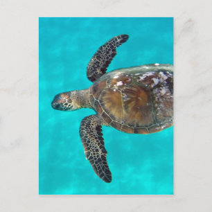 Hawaii Honu Turtle Postkarte