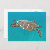 Hawaii Honu Turtle Postkarte (Vorne/Hinten)