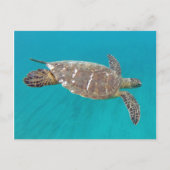 Hawaii Honu Turtle Postkarte (Vorderseite)