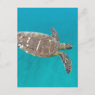 Hawaii Honu Turtle Postkarte