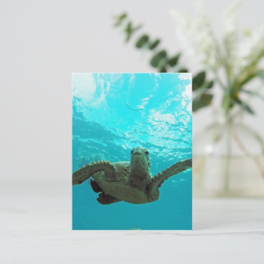 Hawaii Honu Turtle Postkarte (Stehend Vorderseite)