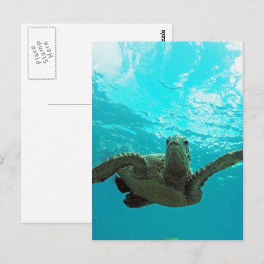 Hawaii Honu Turtle Postkarte (Vorne/Hinten)