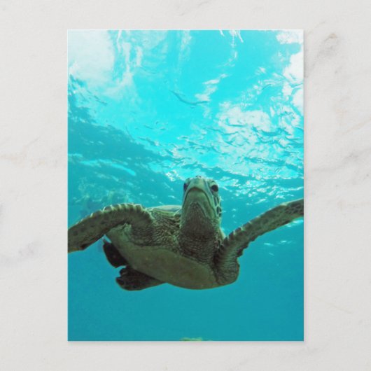 Hawaii Honu Turtle Postkarte (Vorderseite)