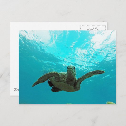 Hawaii Honu Turtle Postkarte (Vorne/Hinten)