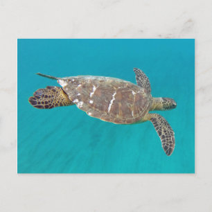 Hawaii Honu Turtle Postkarte