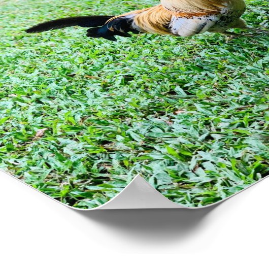 Hawaii-Hühnerhenne-Foto Poster (Ecke)