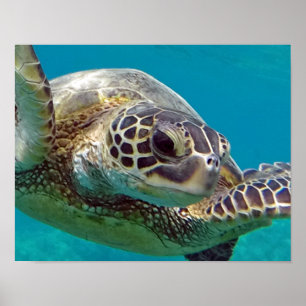 Hawaii-Inseln Poster