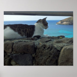 Hawaii-Katze Poster