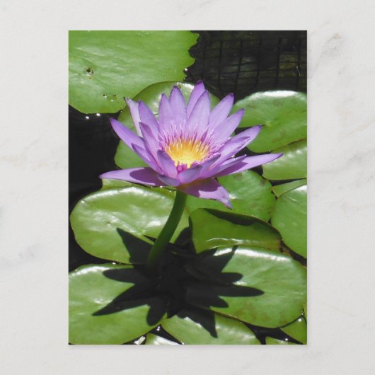Hawaii Lotus Blume Postkarte (Vorderseite)
