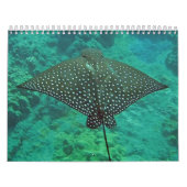 Hawaii-Mantarochen, -aale und -krake Kalender (Titelbild)