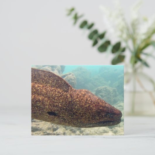 Hawaii Moray Eel Postkarte (Stehend Vorderseite)