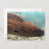 Hawaii Moray Eel Postkarte (Vorne/Hinten)