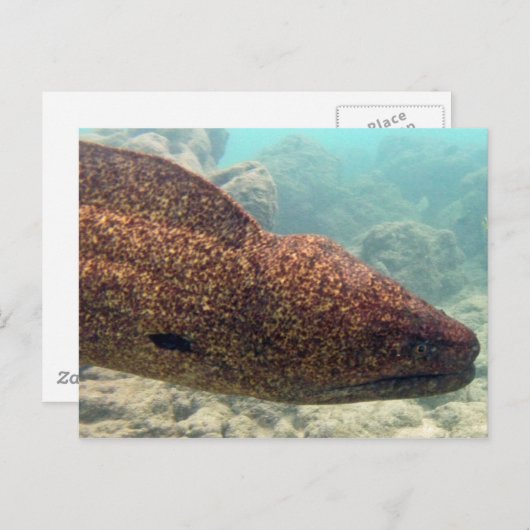 Hawaii Moray Eel Postkarte (Vorne/Hinten)