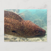 Hawaii Moray Eel Postkarte (Vorderseite)