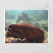 Hawaii Moray Eel Postkarte (Vorderseite)