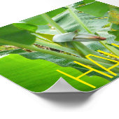 HAWAII NATUR POSTER (Ecke)