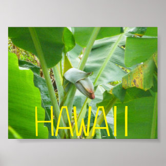 HAWAII NATUR POSTER