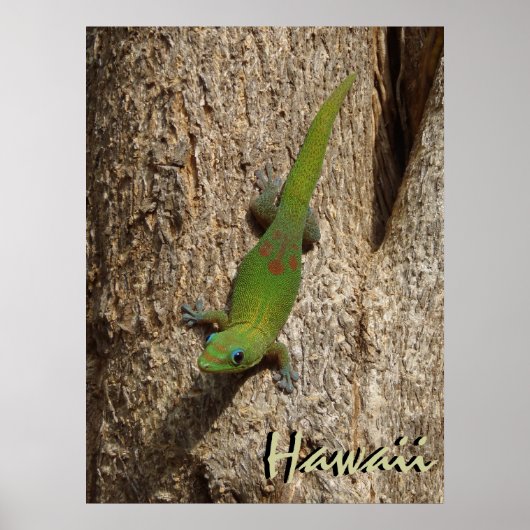 Hawaii niedliches Gecko-Außenposter Poster (Vorne)