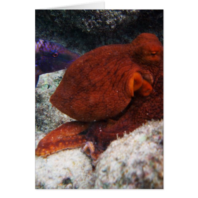 Hawaii Octopus (Vorne)