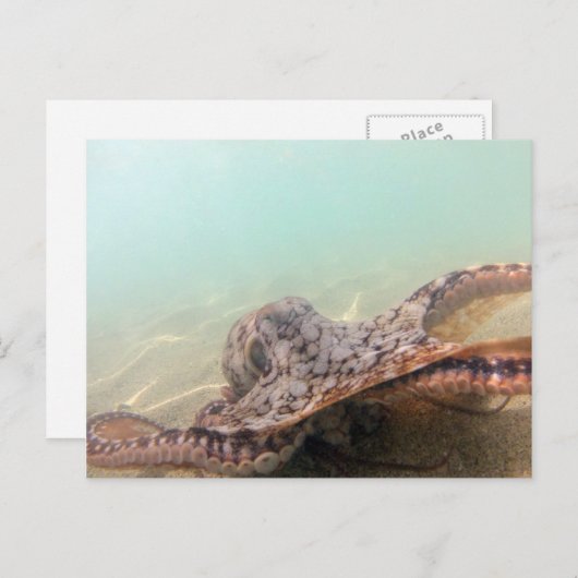 Hawaii Octopus Postkarte (Vorne/Hinten)