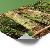 HAWAII OHIA MIT BENT GUAVA TREM POSTER (Ecke)