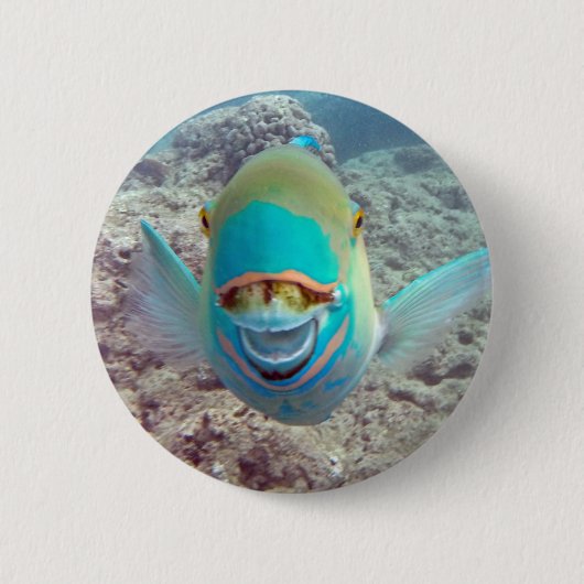 Hawaii-Papageien-Fische Button (Vorderseite)