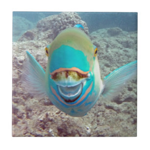 Hawaii Parrot Fish Fliese