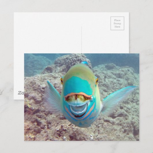 Hawaii Parrot Fish Postkarte (Vorne/Hinten)