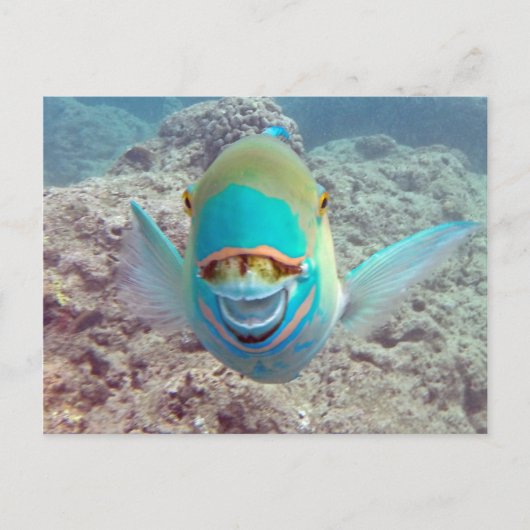 Hawaii Parrot Fish Postkarte (Vorderseite)