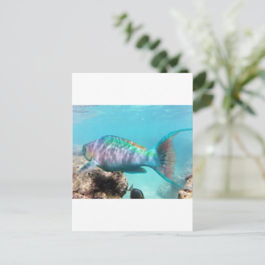 Hawaii Parrot Fish Postkarte (Stehend Vorderseite)