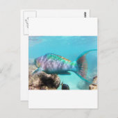 Hawaii Parrot Fish Postkarte (Vorne/Hinten)