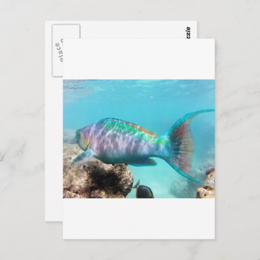 Hawaii Parrot Fish Postkarte (Vorne/Hinten)