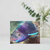 Hawaii Parrot Fish - Uhu Postkarte (Stehend Vorderseite)