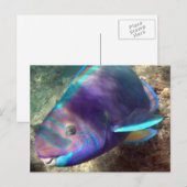 Hawaii Parrot Fish - Uhu Postkarte (Vorne/Hinten)